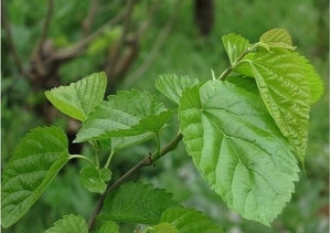 植物硒蛋白是什么-柳蔭生物